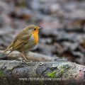 Rotkehlchen (Erithacus rubecula)