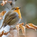 Rotkehlchen (Erithacus rubecula)