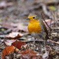 Rotkehlchen (Erithacus rubecula)