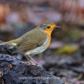 Rotkehlchen (Erithacus rubecula)