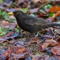 Amsel (Turdus merula) Männchen