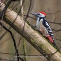 Mittelspecht (Leiopicus medius)