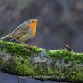 Rotkehlchen (Erithacus rubecula)