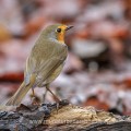 Rotkehlchen (Erithacus rubecula)