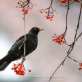 Amsel (Turdus merula) Männchen