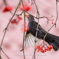 Amsel (Turdus merula) Männchen