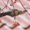 Amsel (Turdus merula) Weibchen