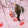 Amsel (Turdus merula) Weibchen