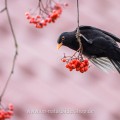 Amsel (Turdus merula) Männchen