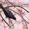 Amsel (Turdus merula) Männchen