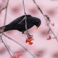Amsel (Turdus merula) Männchen