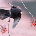 Amsel (Turdus merula) Männchen