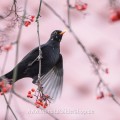 Amsel (Turdus merula) Männchen