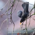 Amsel (Turdus merula) Männchen