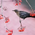 Amsel (Turdus merula) Weibchen