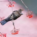 Amsel (Turdus merula) Weibchen