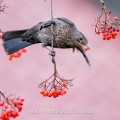 Amsel (Turdus merula) Weibchen