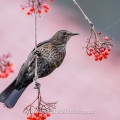 Amsel (Turdus merula) Weibchen