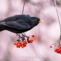 Amsel (Turdus merula) Männchen