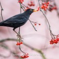Amsel (Turdus merula) Männchen