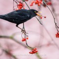 Amsel (Turdus merula) Männchen