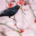 Amsel (Turdus merula) Männchen