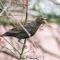 Amsel (Turdus merula) Weibchen