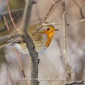 Rotkehlchen (Erithacus rubecula)
