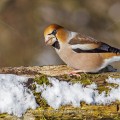 Kernbeißer (Coccothraustes coccothraustes)