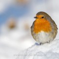 Rotkehlchen (Erithacus rubecula)