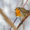 Rotkehlchen (Erithacus rubecula)