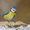 Blaumeise (Cyanistes caeruleus)