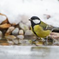 Kohlmeise (parus major)
