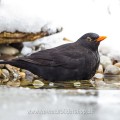 Amsel (Turdus merula) Männchen
