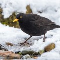 Amsel (Turdus merula) Männchen