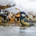 Kohlmeise (parus major)