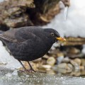 Amsel (Turdus merula) Männchen