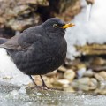 Amsel (Turdus merula) Männchen