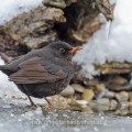Amsel (Turdus merula) Weibchen