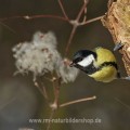 Kohlmeise (parus major)