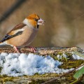 Kernbeißer (Coccothraustes coccothraustes)