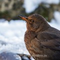 Amsel (Turdus merula) Weibchen