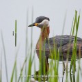 Rothalstaucher (Podiceps grisegena)