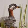 Rothalstaucher (Podiceps grisegena)