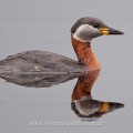 Rothalstaucher (Podiceps grisegena)