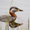 Rothalstaucher (Podiceps grisegena)