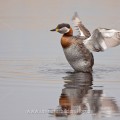 Rothalstaucher (Podiceps grisegena)