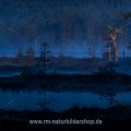 Hochmoor in Schweden bei Tagesanbruch