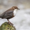Wasseramsel (Cinclus cinclus)