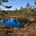 Uriges Hochmoor in Schweden